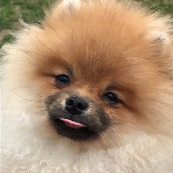 Meet your Posher, Kimberley - Picture 1 of 1